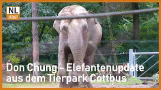 Don Chung in Cottbus | Elefantenupdate aus dem Tierpark Cottbus