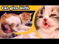 cat  giving birth of 5 kittens with Complete Diffrent colour |  cat vidoes |  meow  bholi Cat voice