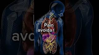 The Nervous System education medicine health physiology طب science محاضرات 