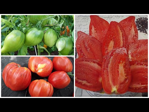 Видео: Когда сезон томатов семейной реликвии?