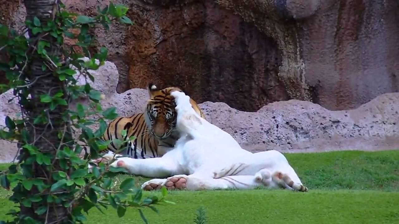 Спаривание белое. Белый Лев + белый тигр=спаривание. Брачные игры животных. Белый тигр спаривание. Брачные игры тигров.