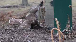 Celebrity Can This Red-tailed Hawk Outsmart a Squirrel? Wealth
