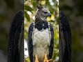 ek esa dilchasp janwar jiske bare me aaj tak kisi ko nhi pata #harpi #eagle #Animal #short #video