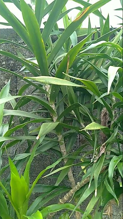 TANAMAN DAUN SUJI #shorts