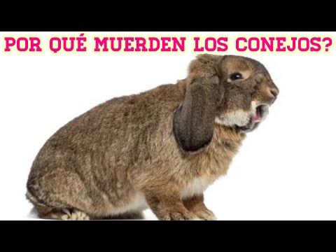 Por que mi conejo me muerde?| why does my rabbit bite me?