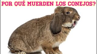 Por que mi conejo me muerde?| why does my rabbit bite me? by Vida de un conejo 2,004 views 2 months ago 4 minutes, 33 seconds