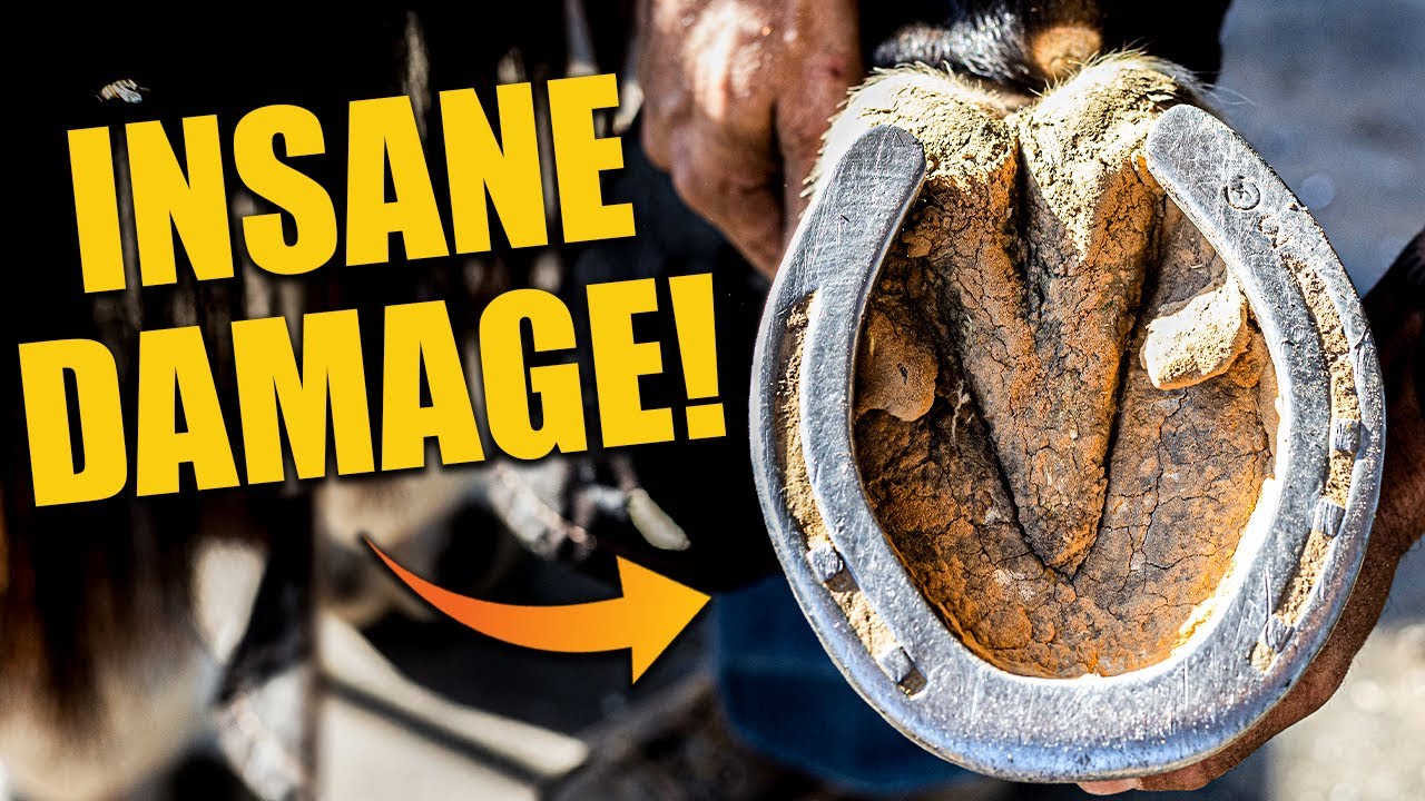 Fixing a Horse Hoof with INSANE Damage
