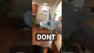 Tutorial time #dragonpuppets #helpmemakethismakesense #paperdragon #dragon #puppet #funny