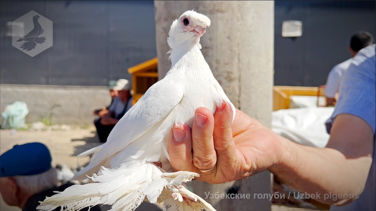Птичий рынок г. Ташкент - ГОЛУБИ (24.05.2025)