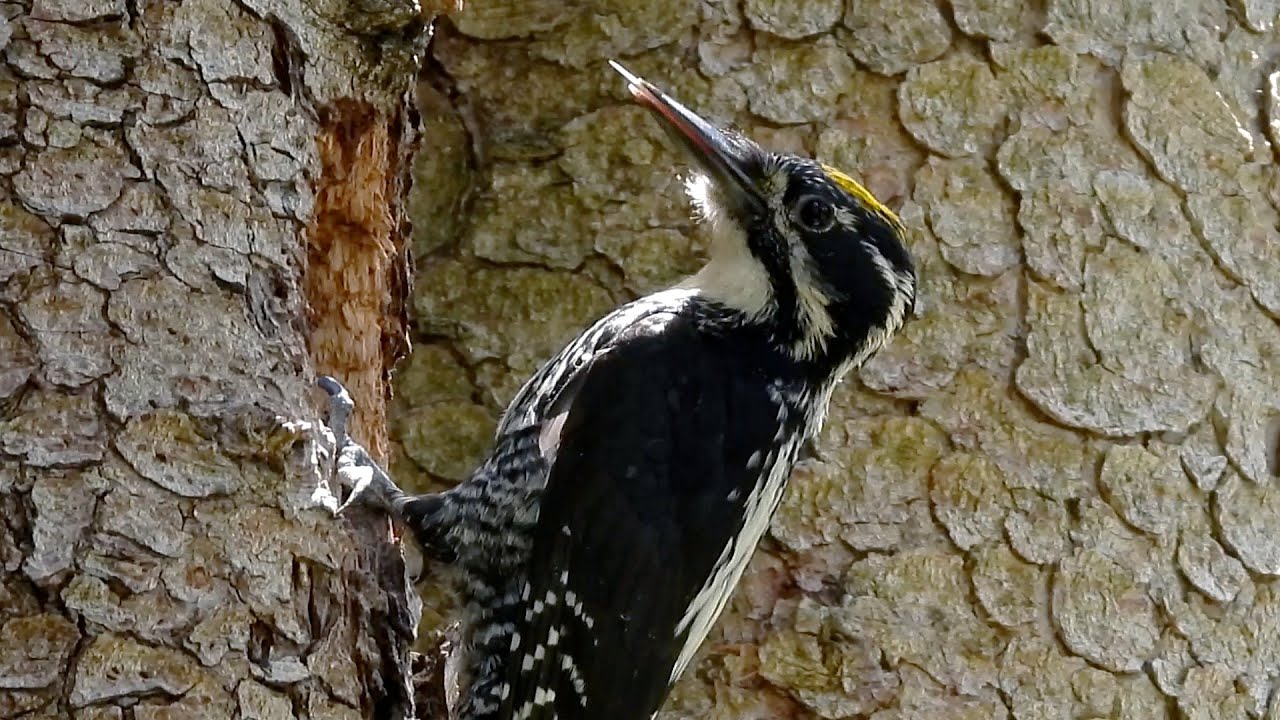 Picchio tridattilo, Picoides tridactylus: la nuova “perla” delle Alpi bresciane