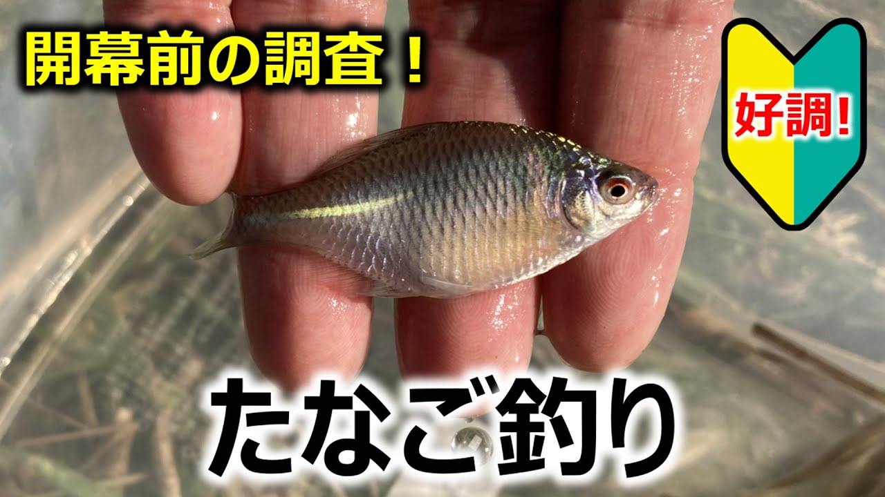 開幕前調査！】タナゴ釣り - YouTube