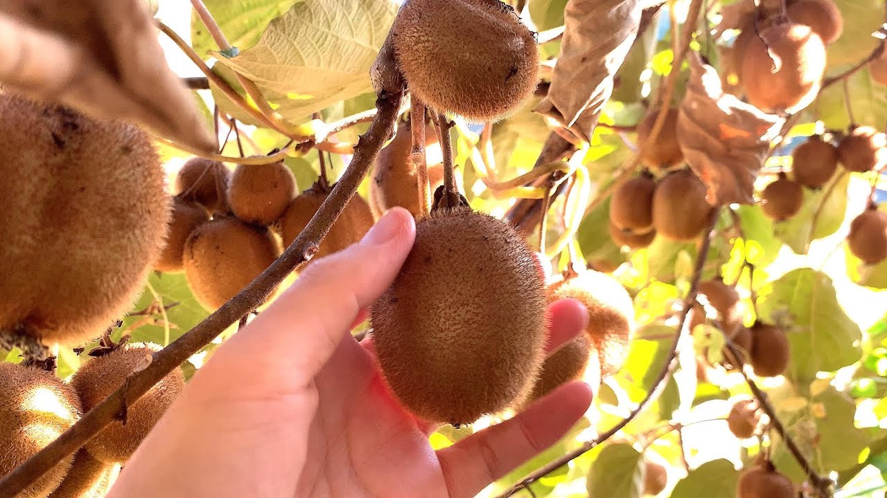 採れすぎ注意！簡単すぎて初心者でもできるキウイ栽培育て方【3年目】【摘果】【無農薬】【無肥料】【収穫】【追熟】【保存】【棚】【自然農】家庭菜園おすすめ果樹！