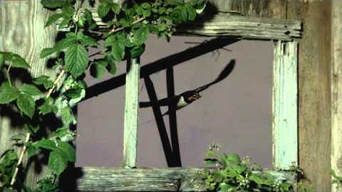 High-Speed Video Camera for slow motion recordings: Bird in flight