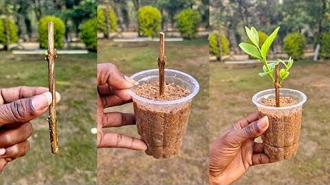 how to propagate guava tree from cutting / growing guava from cutting