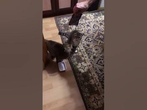 Дрессированные коты. #кошка #кот #дрессировка - YouTube