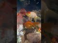 #koi #helpmemakethismakesense #fishing #dothingsyoudontwanttodo #fish #giveusourstolenmoneyback