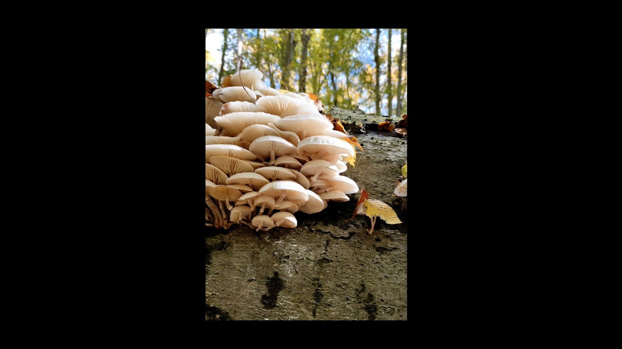 Plants & Mushrooms | Slow forest walk with moss, plants and mushrooms