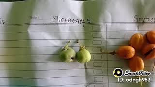 Perbedaan Buah Gaharu Dari 3 Jenis