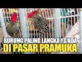 MULAI DETIK INI ! BURUNG LANGKA JANGAN DI JUAL MURAH RUGI BESAR,SAYANG CALON BURUNG MAHAL !