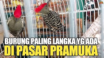 MULAI DETIK INI ! BURUNG LANGKA JANGAN DI JUAL MURAH RUGI BESAR,SAYANG CALON BURUNG MAHAL !