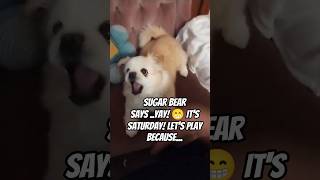 Faith &amp; Fur #CutePuppy #DogMom #ChristianContentCreator #funnydog #love #viraldogshorts #funny #lol