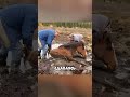 Это ШОК! Лошадь застряла в грязи...😭🤯