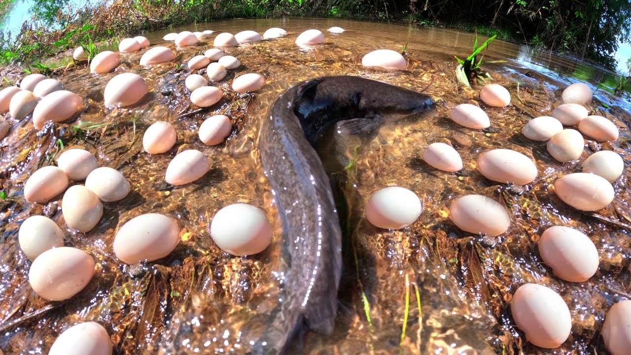 Top skills! catch a lot of fish and pick duck eggs in rice field by hand