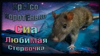 Пасючка Сиа. Любимая стервочка. ^_^ (Wild Rats | Дикие Крысы) Пасючка Сиа. Любимая стервочка. ^_^ (Wild Rats | Дикие Крысы)