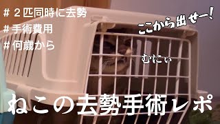 【キジトラ】こんな姿はじめてみました...