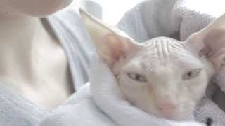 Douglas the sphynx cat takes his first bath