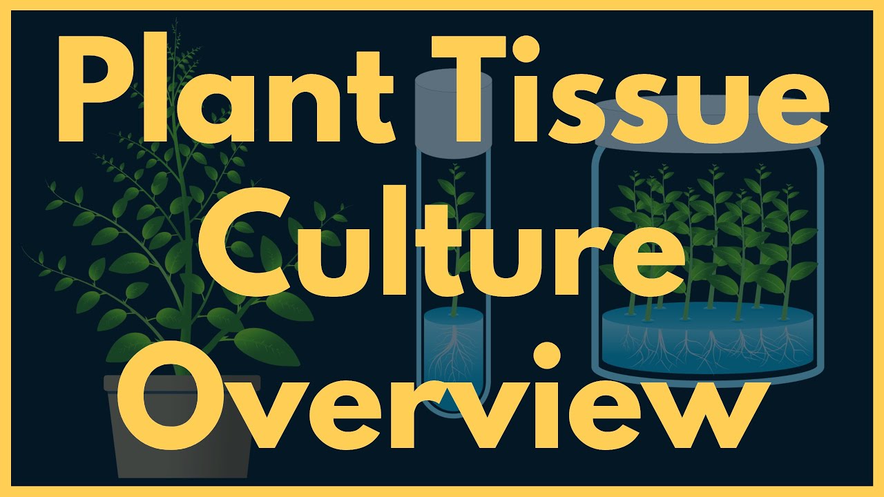 Plants grow in test tubes. Find out how!