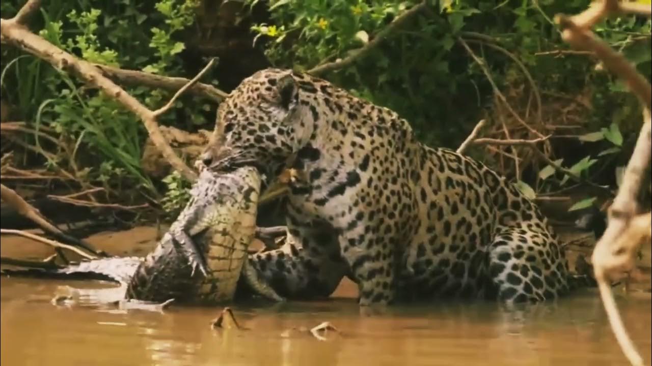Tiger Vs Crocodile || tiger and crocodile tremendous fight - YouTube