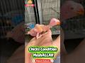 Yellow Ringneck Parrot Chicks Condition update ❤️❤️❤️