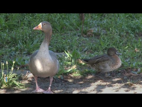 French ducks in the dock for quacking | AFP