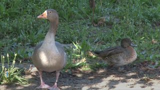 French ducks in the dock for quacking | AFP screenshot 5