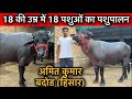 18 की उम्र में 18 पशुओं का पशुपालन🥇अमित बदोड,हिसार #murrah #sale #buffalo #bull