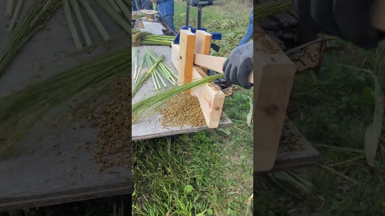 We’re Removing Seeds From Broom Corn 