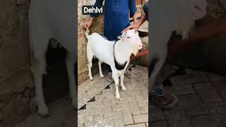 Masha Allah beuty #goat #lovers #cow #bull #animalsshorts #trendingshorts #ytshorts #foryou ##