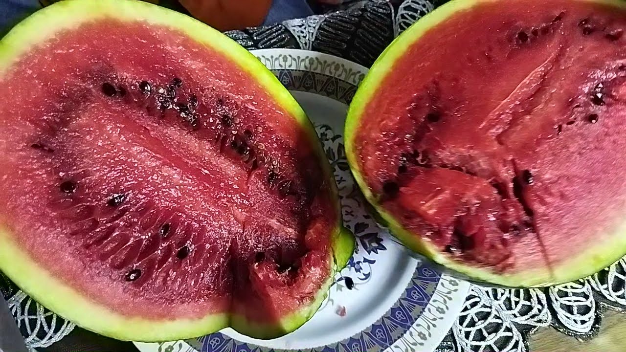 بطيخ احمر مرمل مستوى ومعرفة البطيخ المخزن من فترة الحلقة الثانية