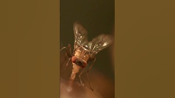 Scientists successfully map the brain of a fruit fly