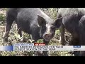 Animal handlers across the Valley have struggled because of the drought this year.