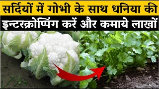 सर्दियों में गोभी के साथ धनिया की खेती कैसे करें | Cauliflower and Coriander Intercropping