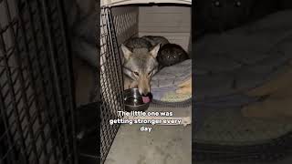 I Went Into A Flooded House For A Wolf... And Found A Whole Family