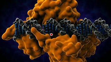 CSIR NET December 2017 Booklet B Q 73  The Superheros Of Cell