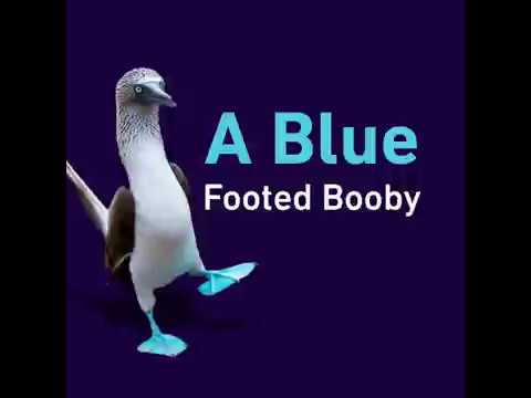 الطائر الجميل ذو الأقدام الزرقاء مونتاج