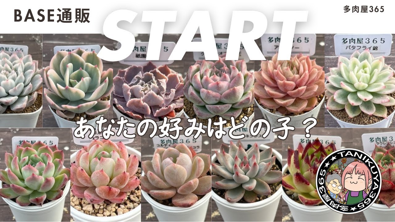 【BASE通販】あなたの好みの多肉はどの子？販売苗のご紹介！2026年1月版