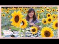 We are Still Happy and Blessed | Sunshine and Girasoles Farm (Vlog)