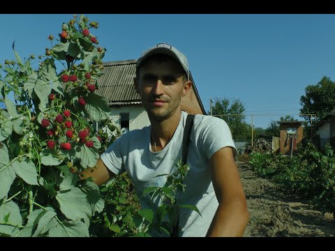 Video: Sorta Maline Polana - Opis In Značilnosti Sorte, Prednosti In Slabosti, Značilnosti Sajenja In Nege + Fotografije In Ocene