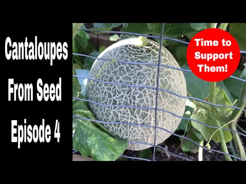 Video: Trellised cantaloupes – õppige aedades kantaluupide vertikaalse kasvatamise kohta