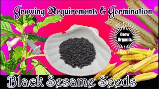 How To Grow Black Sesame Seeds | Growing Requirements | Germination